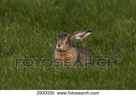 field hare, Lepus capensis, full shot View Large Photo Image Stock Photography - field hare, Lepus capensis, full shot . Fotosearch