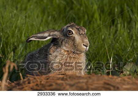 field hare, Lepus capensis, portrait View Large Photo Image Stock Photograph - field hare, Lepus capensis, portrait . Fotosearch
