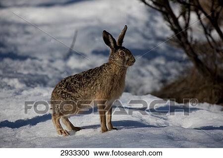 field hare, Lepus capensis View Large Photo Image Stock Image - field hare, Lepus capensis . Fotosearch