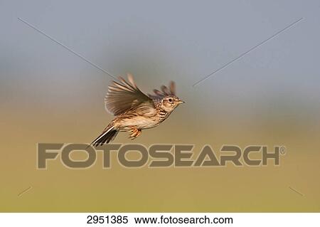 Stock Photography - field lark, Alauda arvensis, full shot . Fotosearch