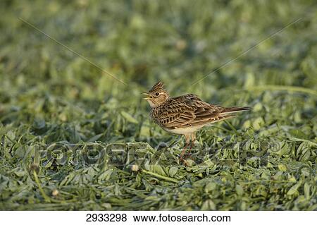 field lark, Alauda arvensis  View Large Photo Image Stock Photo - field lark, Alauda arvensis . Fotosearch