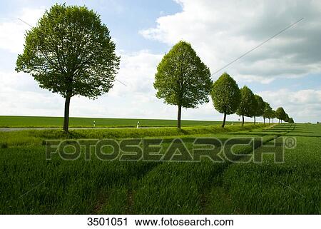 Stock Image - Fields and country road, Lower Saxony, Germany . Fotosearch