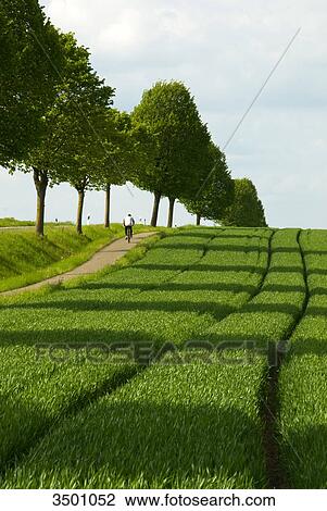 Stock Image - Fields and country road, Lower Saxony, Germany . Fotosearch