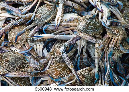 Fish market in Baan Lipa Yai, Thailand View Large Photo Image Stock Photo - Fish market in Baan Lipa Yai, Thailand . Fotosearch