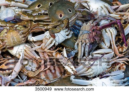 Stock Photo - Fish market in Baan Lipa Yai, Thailand . Fotosearch