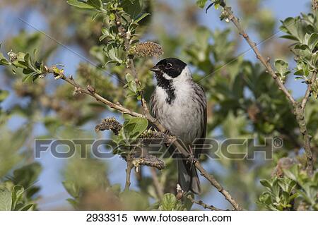 Stock Photography - fishwife (Emberiza schoeniclus), full shot . Fotosearch
