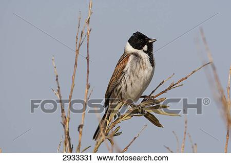 Stock Image - fishwife, full shot . Fotosearch