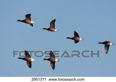 flock of brent geese, Branta bernicla, full shot View Large Photo Image Stock Image - flock of brent geese, Branta bernicla, full shot . Fotosearch