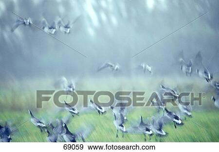 Stock Photo - Flock of Greylag Geese (Anser anser) flying above field, Mecklenburg-Vorpommern, Germany . Fotosearch