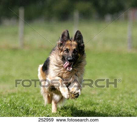 Stock Photo - German Shepherd running in field . Fotosearch