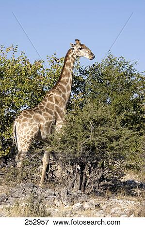 Giraffe (Giraffa camelopardalis) standing in forest, Etosha National Park, Namibia View Large Photo Image Stock Photo - Giraffe (Giraffa camelopardalis) standing in forest, Etosha National Park, Namibia . Fotosearch