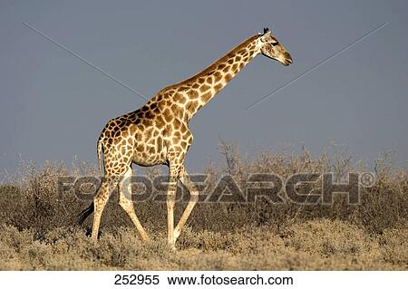 Stock Photography - Giraffe (Giraffa camelopardalis) walking in forest, Etosha National Park, Namibia . Fotosearch