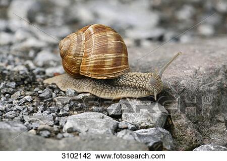 Grapevine snail, Helix pomatia, close-up View Large Photo Image Stock Image - Grapevine snail, Helix pomatia, close-up . Fotosearch
