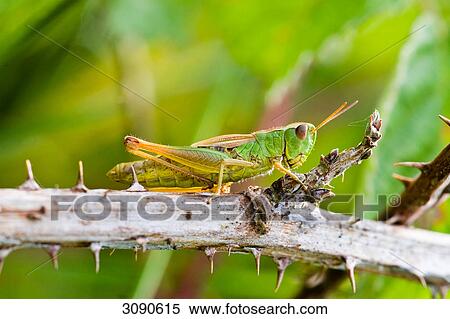 Stock Photography - Grashopper, low angle view . Fotosearch
