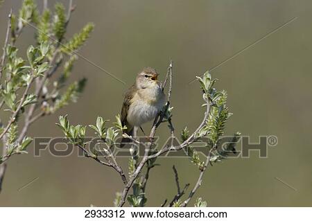 Stock Image - grashopper warbler (Locustella naevia) . Fotosearch