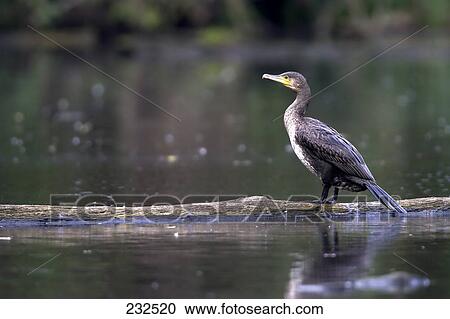 Great Cormorant (Phalacrocorax carbo) bird on log in pond View Large Photo Image Stock Image - Great Cormorant (Phalacrocorax carbo) bird on log in pond . Fotosearch