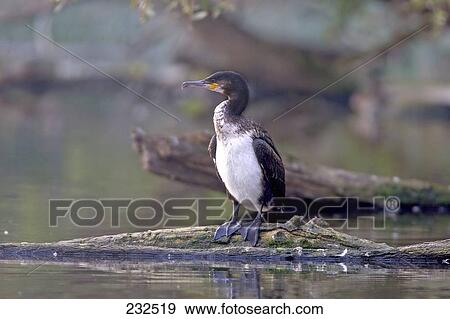 Great Cormorant (Phalacrocorax carbo) bird on log in pond View Large Photo Image Stock Photo - Great Cormorant (Phalacrocorax carbo) bird on log in pond . Fotosearch
