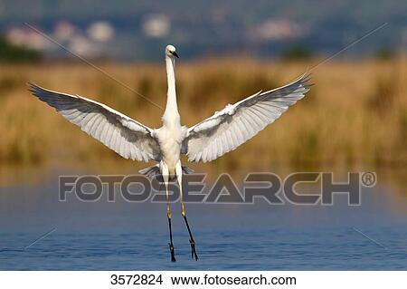 Picture - Great Egret, Casmerodius albus, Neusiedler See, Burgenland, Austria, Europe . Fotosearch