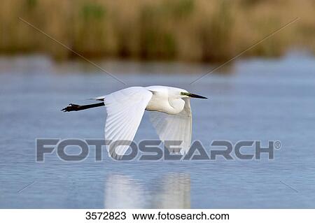 Stock Image - Great Egret, Casmerodius albus, Neusiedler See, Burgenland, Austria, Europe . Fotosearch