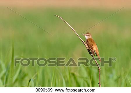 Stock Photo - Great reed warbler, Acrocephalus arundinaceus . Fotosearch