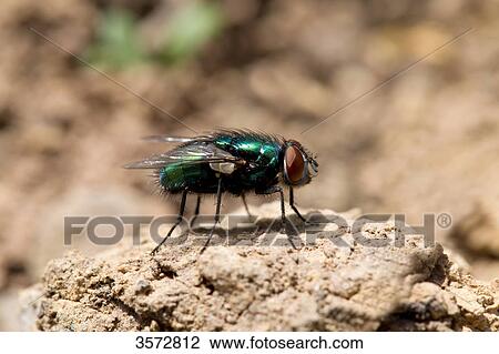 Green bottlte fly, Lucilia caesar, Neusiedler See, Burgenland, Austria, Europe View Large Photo Image Stock Image - Green bottlte fly, Lucilia caesar, Neusiedler See, Burgenland, Austria, Europe . Fotosearch