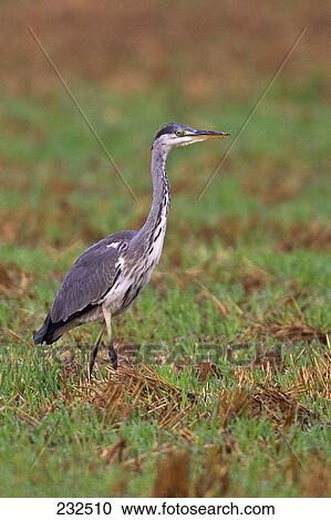 Grey Heron (Ardea cinerea) bird walking in field View Large Photo Image Stock Image - Grey Heron (Ardea cinerea) bird walking in field . Fotosearch