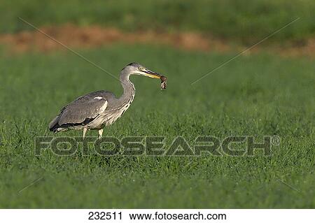 Stock Image - Grey Heron (Ardea cinerea) bird with prey in its beak . Fotosearch