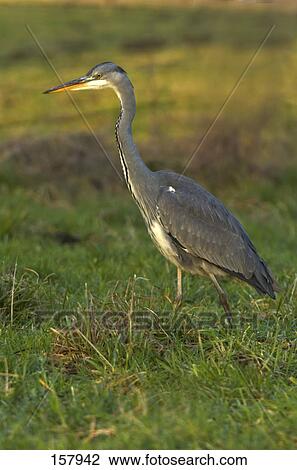 Grey Heron (Ardea cinerea) in field View Large Photo Image Stock Image - Grey Heron (Ardea cinerea) in field . Fotosearch