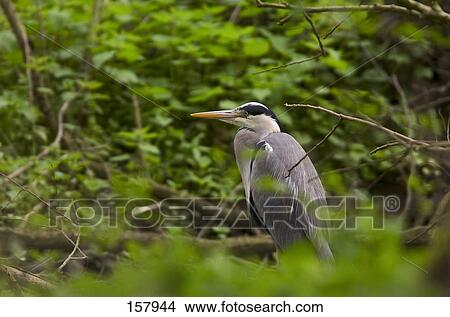 Picture - Grey Heron (Ardea cinerea) perching on branch . Fotosearch