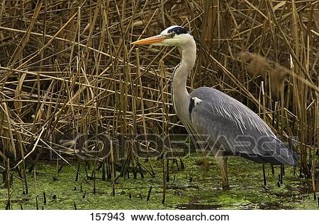 Grey Heron (Ardea cinerea) standing in pond View Large Photo Image Stock Image - Grey Heron (Ardea cinerea) standing in pond . Fotosearch