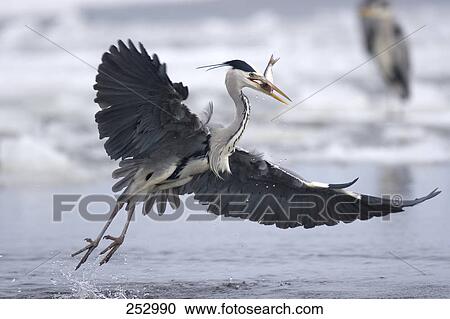 Grey Heron (Ardea cinerea) taking off from pond, Mecklenburg-Western Pomerania, Germany View Large Photo Image Stock Image - Grey Heron (Ardea cinerea) taking off from pond, Mecklenburg-Western Pomerania, Germany . Fotosearch