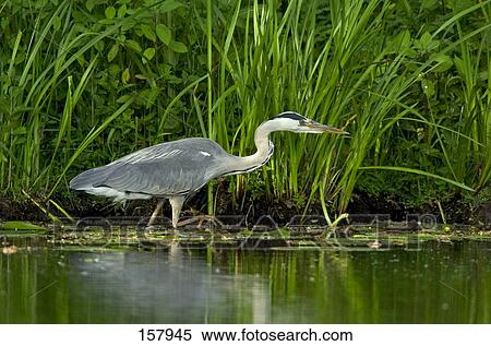 Grey Heron (Ardea cinerea) walking in water View Large Photo Image Stock Photography - Grey Heron (Ardea cinerea) walking in water . Fotosearch