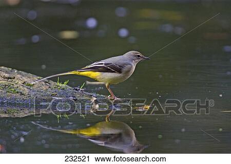 Stock Image - Grey Wagtail (Motacilla cinerea) bird at lake shore . Fotosearch