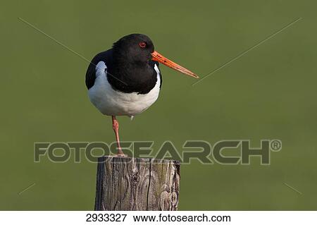 Stock Photo - Haematopus Ostralegus, full shot . Fotosearch