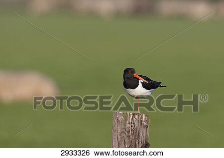 Haematopus Ostralegus, full shot View Large Photo Image Stock Photograph - Haematopus Ostralegus, full shot . Fotosearch