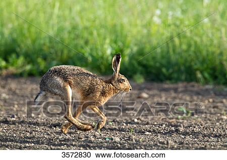 Hare, Neusiedler See, Burgenland, Austria, Europe View Large Photo Image Stock Image - Hare, Neusiedler See, Burgenland, Austria, Europe . Fotosearch