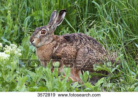Stock Photo - Hare, Neusiedler See, Burgenland, Austria, Europe . Fotosearch