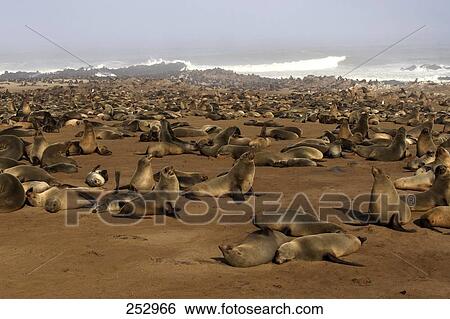 Stock Photograph - Herd of Fur seals on beach, seal, Cape Cross, Namibia . Fotosearch