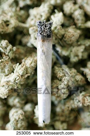 Stock Photography - High angle view of marijuana cigarette on dried marijuana buds . Fotosearch