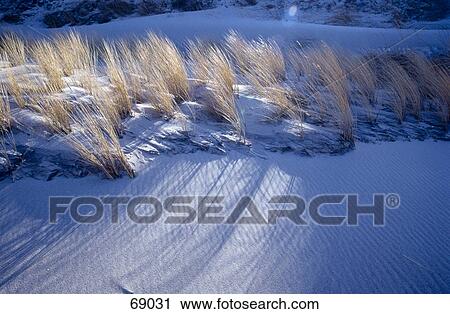 High angle view of tall grass on snow, Mecklenburg, Pomerania, Germany View Large Photo Image Stock Image - High angle view of tall grass on snow, Mecklenburg, Pomerania, Germany . Fotosearch