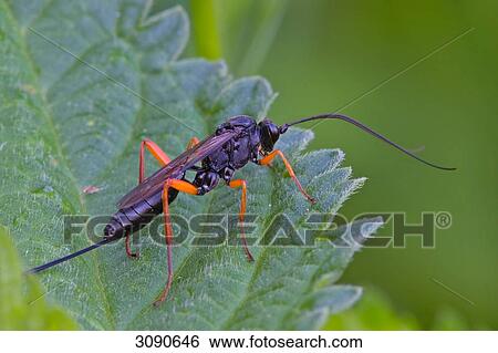 Ichneumon fly, close-up View Large Photo Image Stock Photograph - Ichneumon fly, close-up . Fotosearch