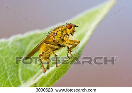 Stock Photo - Insect, close-up . Fotosearch