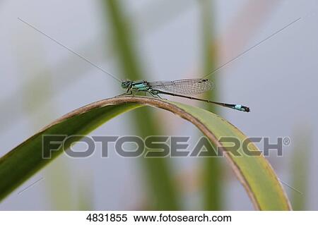 Stock Photography - Ischnura elegans . Fotosearch
