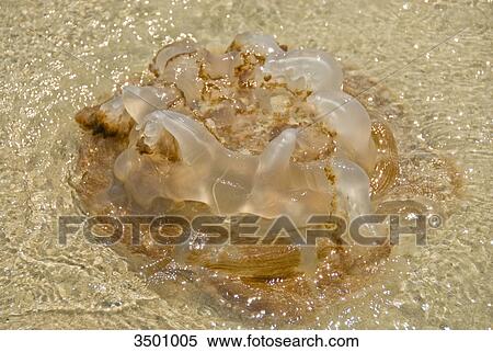 Stock Photography - Jellyfish on beach of Ko Samet, Thailand . Fotosearch