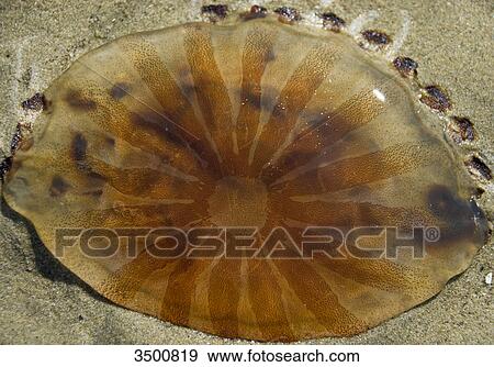 Jellyfish on beach of Langeoog, Germany View Large Photo Image Stock Photo - Jellyfish on beach of Langeoog, Germany . Fotosearch