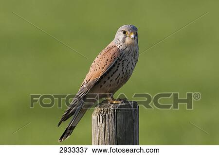 Kestrel (Falco tinnunculus), full shot View Large Photo Image Stock Photo - Kestrel (Falco tinnunculus), full shot . Fotosearch