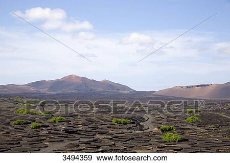 La Geria, Lanzarote, Canary Islands, Spain, Europe View Large Photo Image Stock Photo - La Geria, Lanzarote, Canary Islands, Spain, Europe . Fotosearch
