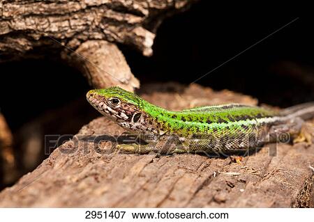 Lacerta bilineata, close-up View Large Photo Image Stock Photo - Lacerta bilineata, close-up . Fotosearch
