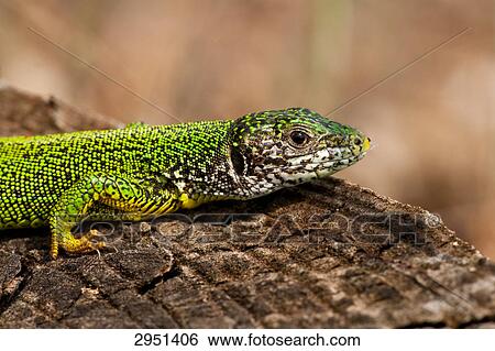 Lacerta bilineata, close-up View Large Photo Image Stock Photograph - Lacerta bilineata, close-up . Fotosearch