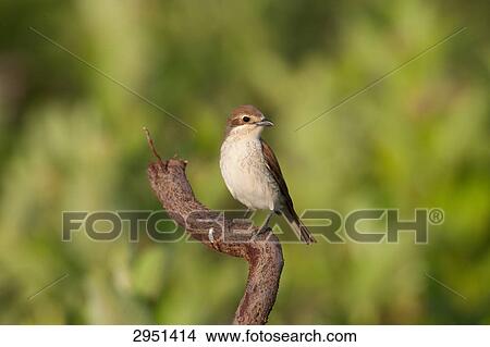 Picture - Lanius collurio, close-up . Fotosearch